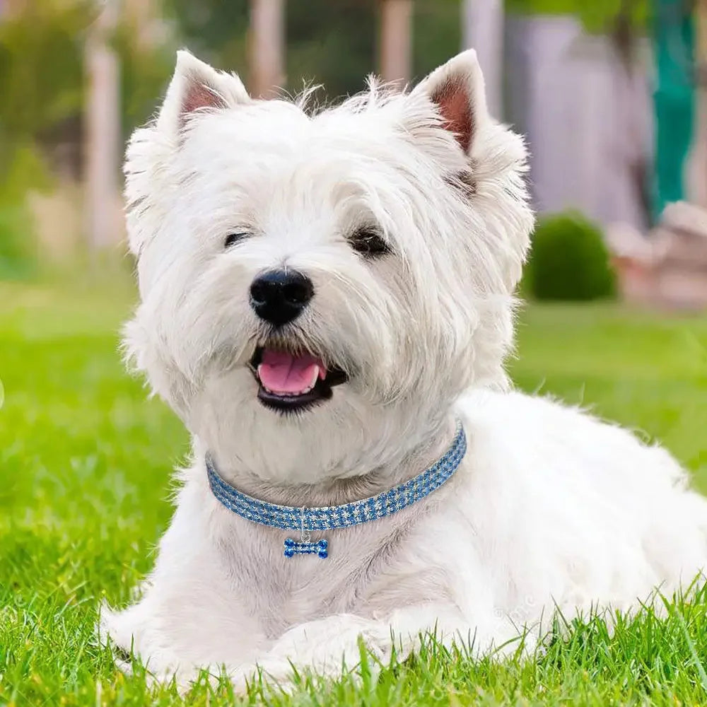 Collar Brillante con Diamantes de Imitación para Perros – Elegancia y brillo para tu mascota en cada paseo