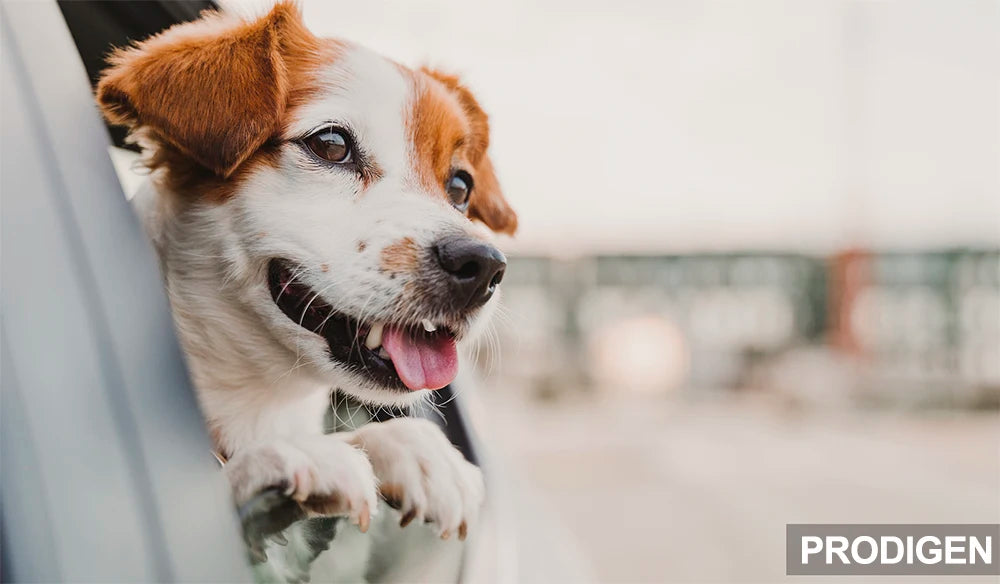Funda impermeable y multifuncional para el asiento trasero del coche para perros y gatos