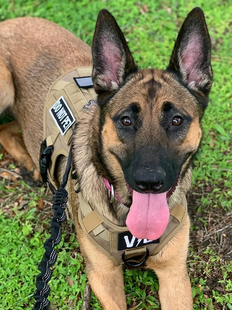 Arnés para perros reforzado con cierre de hebilla ajustable para todas las estaciones