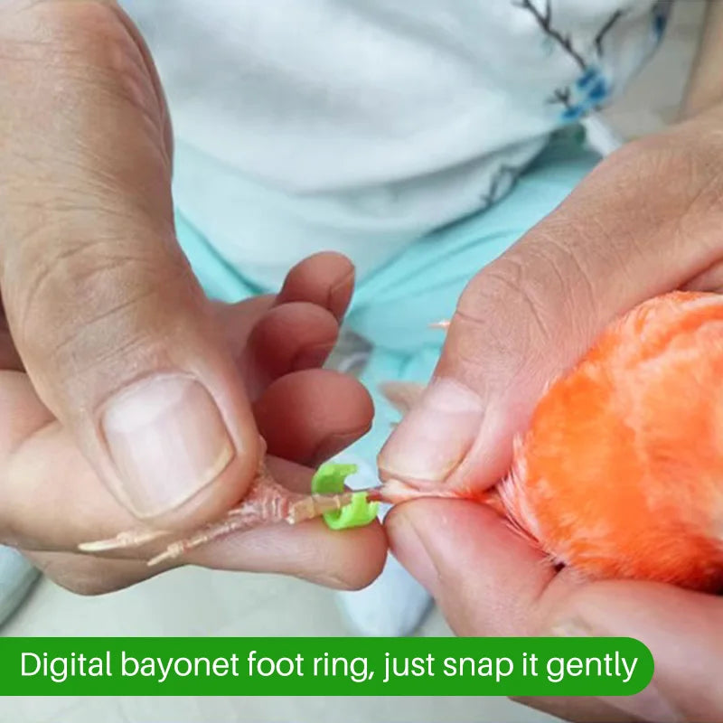 10pcs Anillos para patas de aves con números y diferentes diámetros