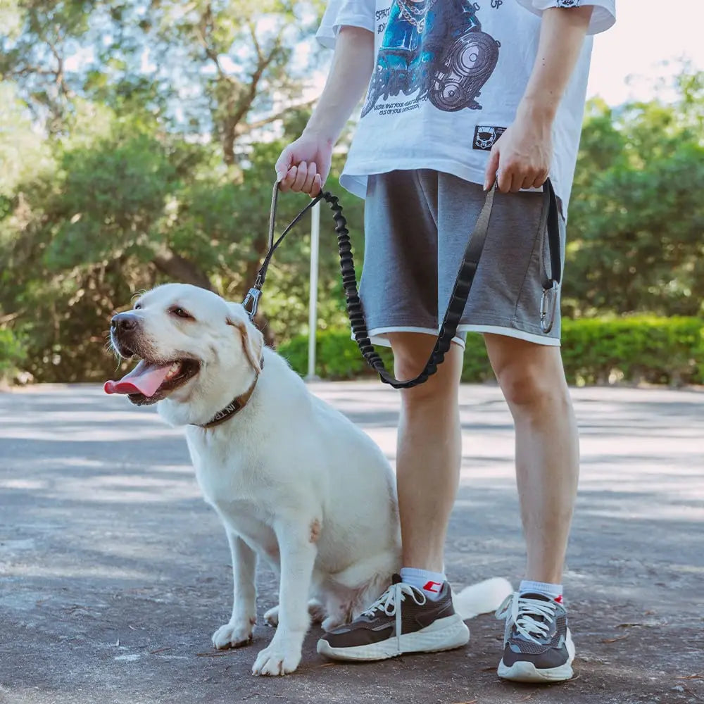 Correa retráctil para perros en nylon con cierre de hebilla y función de liberación rápida