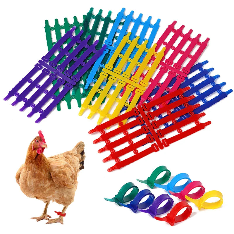 Anillos ajustables de PVC para aves de corral en diferentes colores - Pack de 30 o 50 unidades