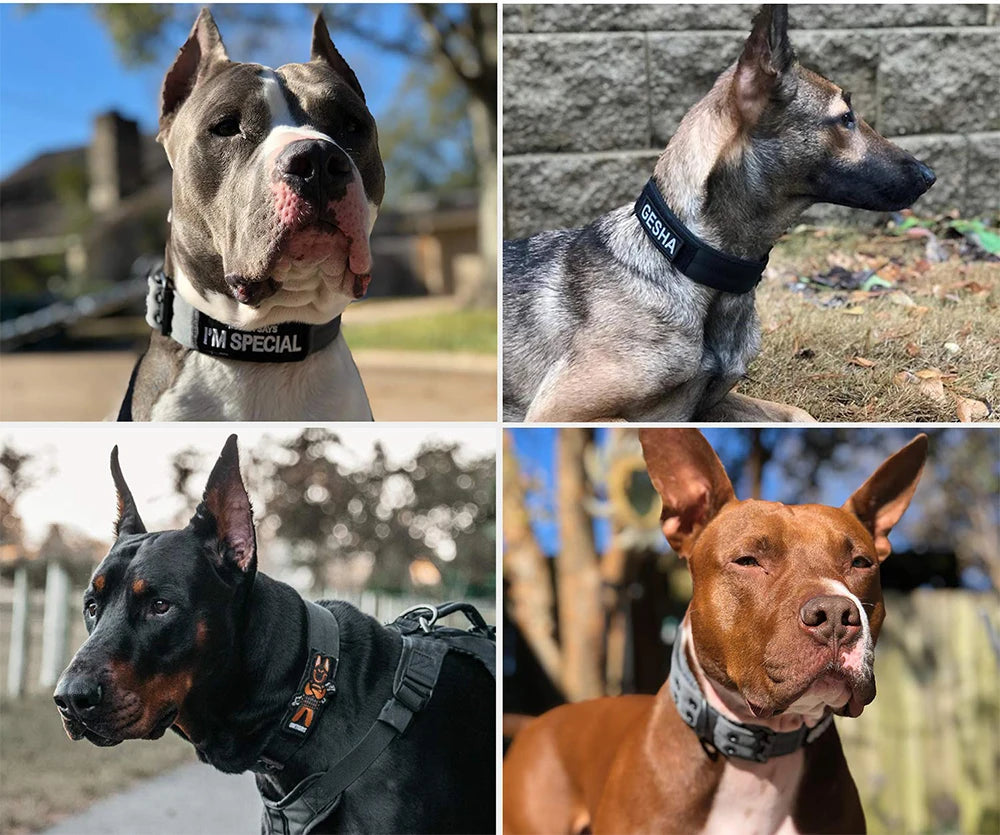 Collar táctico militar para perros con hebilla ajustable y panel de pegatina mágica