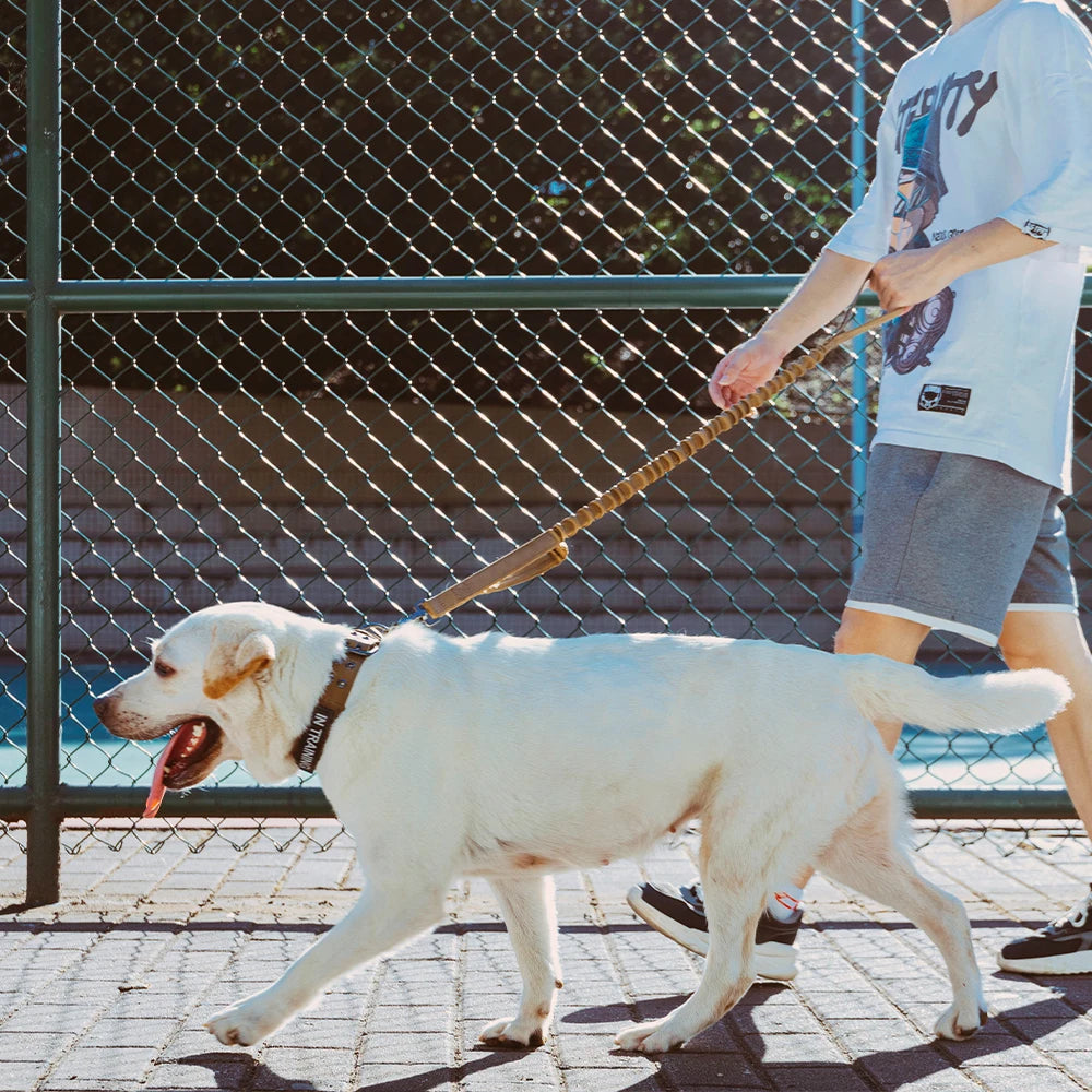 Correa retráctil para perros en nylon con cierre de hebilla y función de liberación rápida