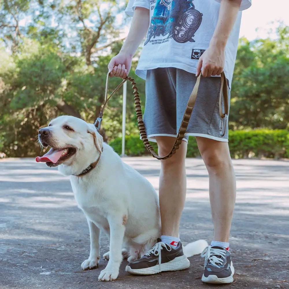 Correa retráctil para perros en nylon con cierre de hebilla y función de liberación rápida