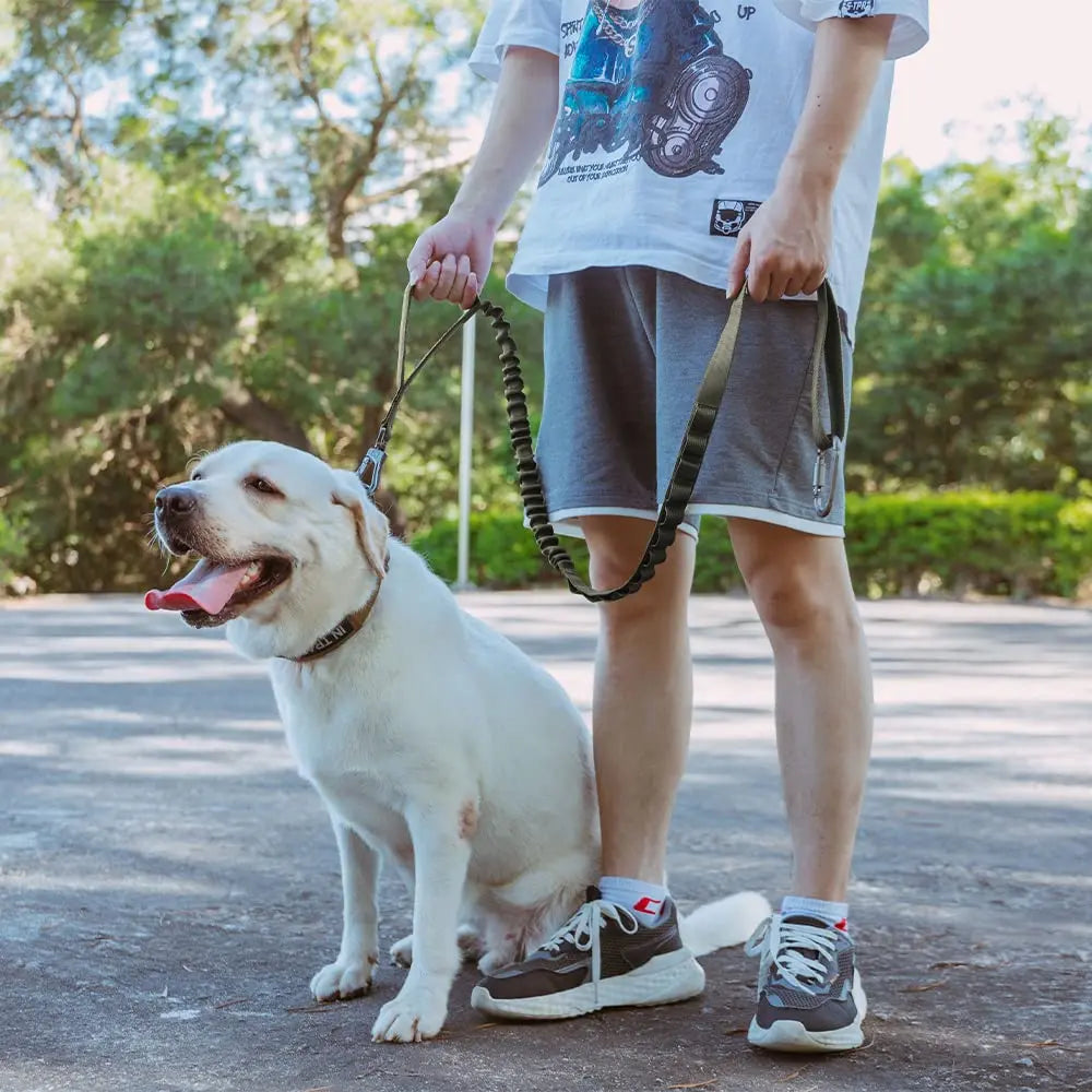 Correa retráctil para perros en nylon con cierre de hebilla y función de liberación rápida
